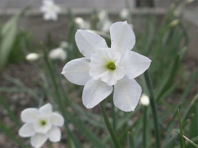 narcissus_watierii.jpg