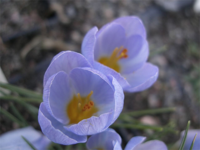 crocus_abantensis.jpg