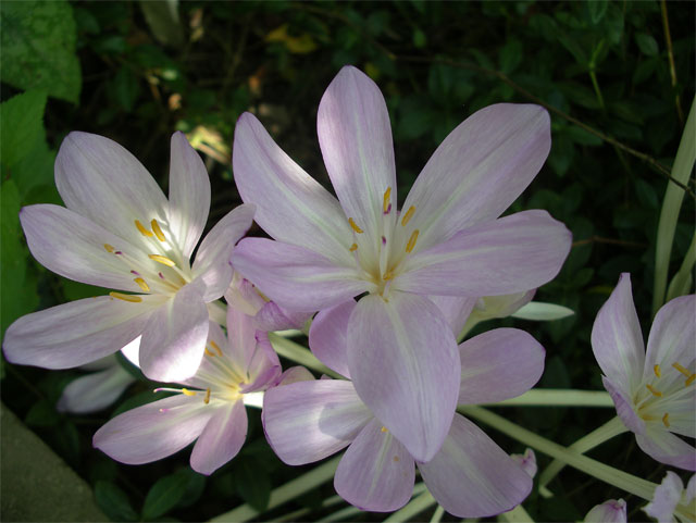 colchicum byzantinum