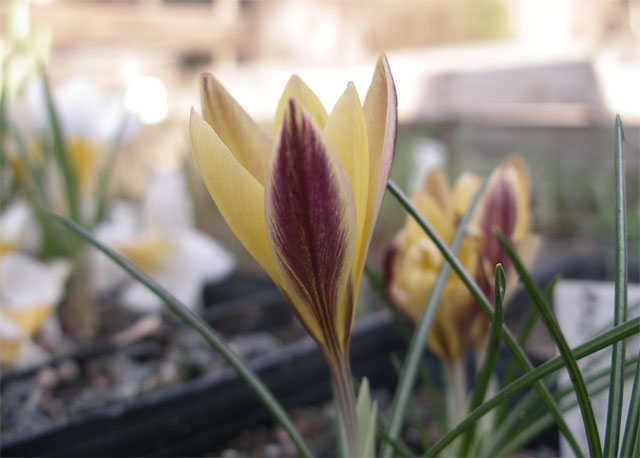 crocus_angustifolia.jpg