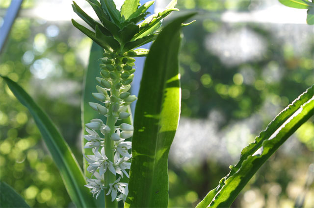 Vitgr&ouml;n tofslilja