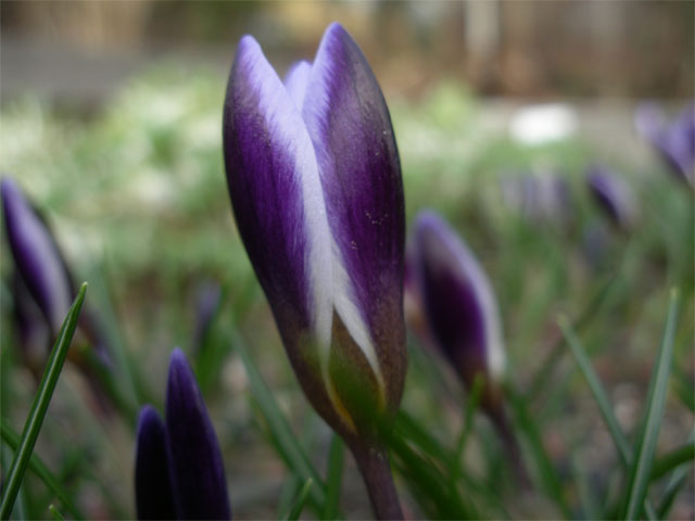 Bl&aring; b&auml;garkrokus