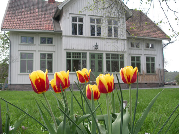 tulipa_keizerskroon1.jpg