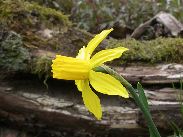 Narcissus 'Little Witch'