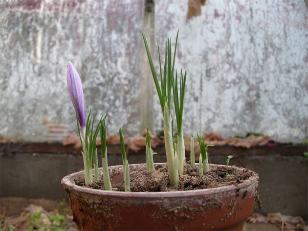 crocus_sativus16.jpg