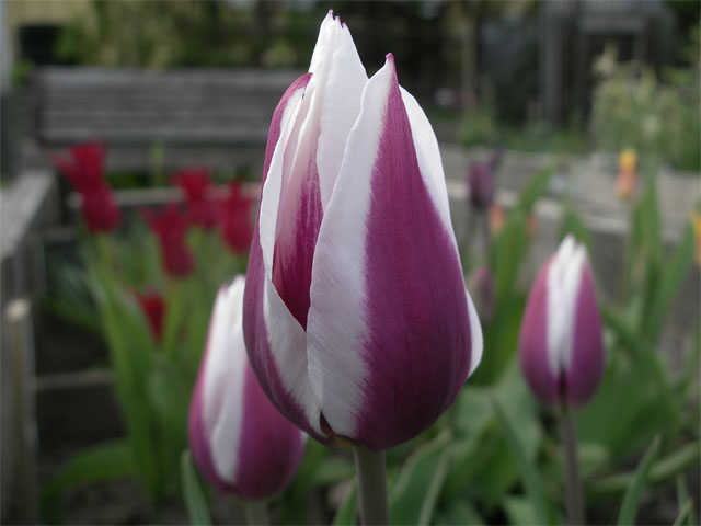 tulipa_lac_van_rijn1.jpg