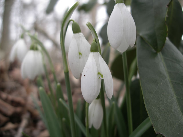 galanthus_nivalis.jpg