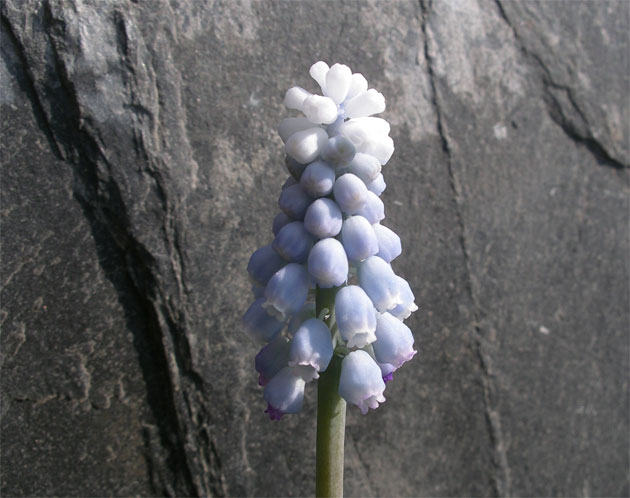 muscari_sky_blue6.jpg
