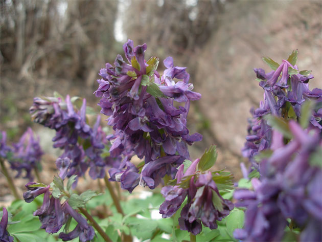 corydalis_harkov1.jpg