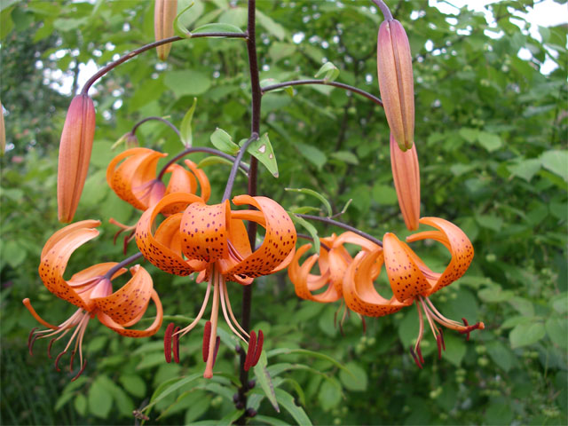 lilium_x_maxwill7.jpg