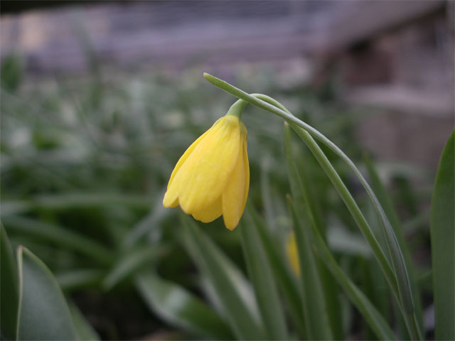 fritillaria_pudica.jpg