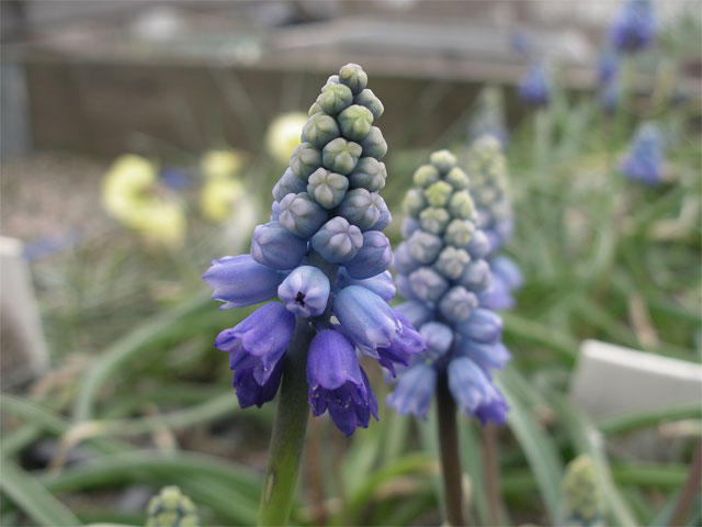muscari_chalusicum7.jpg