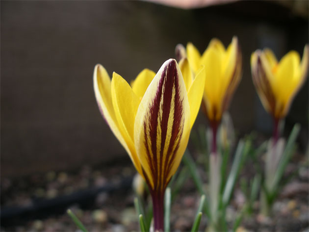 crocusxreticulatus_ego.jpg