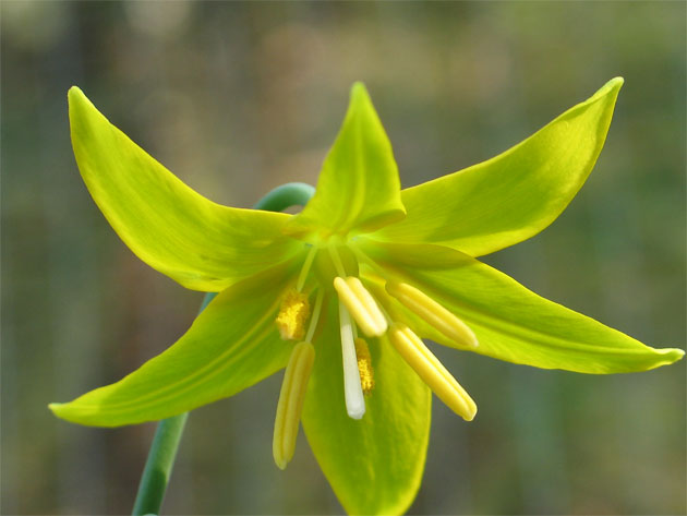 Erythronium-tuolumnense-060.jpg