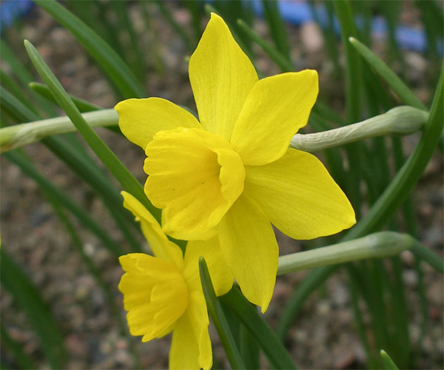 narcissus_marvieri.jpg