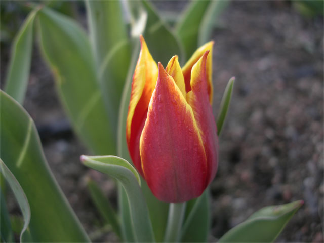 tulipa_ducvantol.jpg
