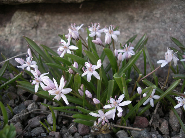 scilla_bif_rosea.jpg
