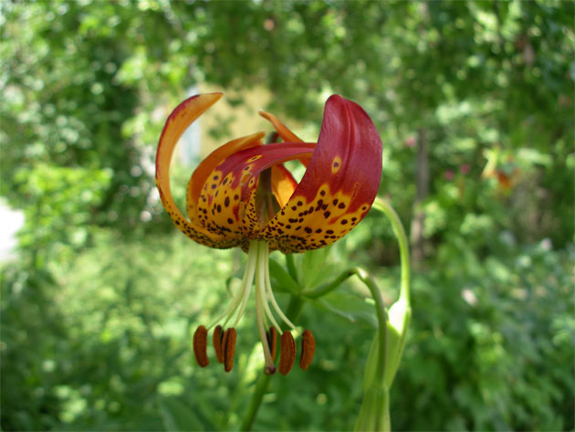 lilium_pardalinum.jpg