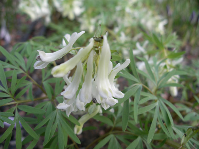 Smalbladig nunne&ouml;rt