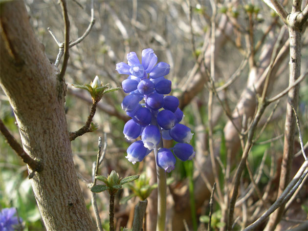 muscari_tubergenianum.jpg