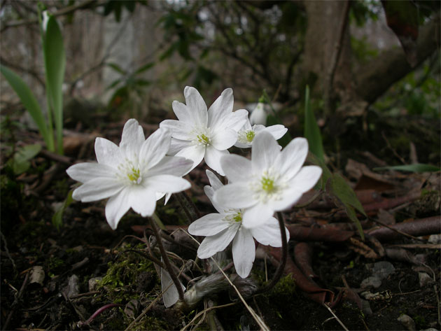 hepatica_transsylvanica_alb.jpg