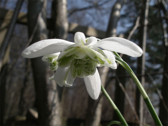 galanthus_florepleno.jpg