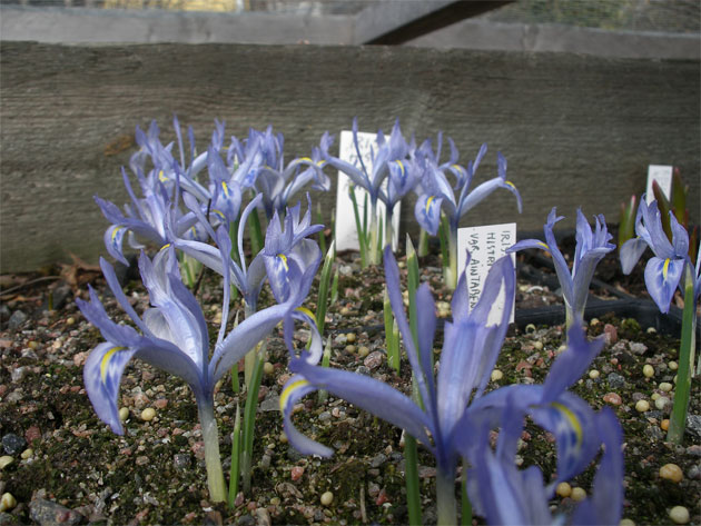 iris_histrio_varaintabensis.jpg