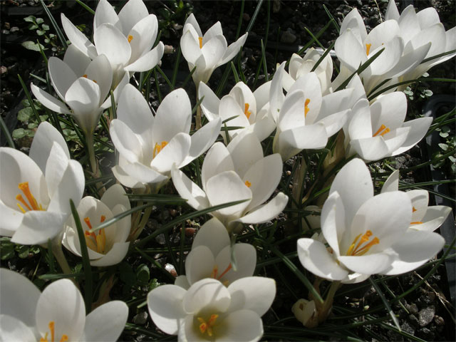 crocus_bifl_weldenii_albus.jpg