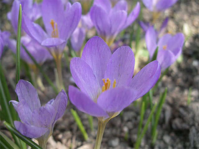 crocus_kosaninii2.jpg