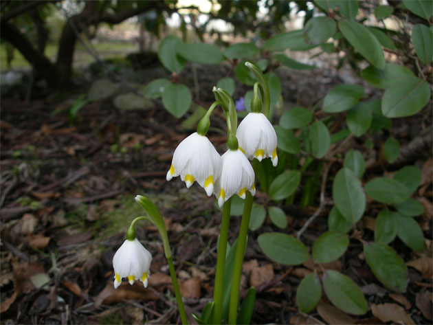 leucojum-vernum.jpg