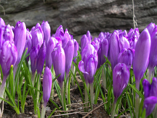 crocus_vernus_michaels_purp.jpg
