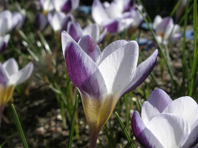 crocus_biflorus_bluepeter.jpg