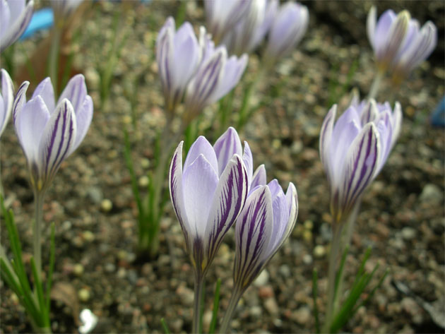 crocus_reticulatus.jpg