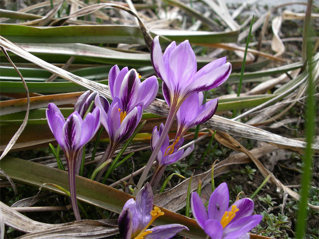 crocus_minimus.jpg