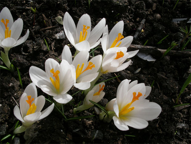 crocus_malyi1.jpg
