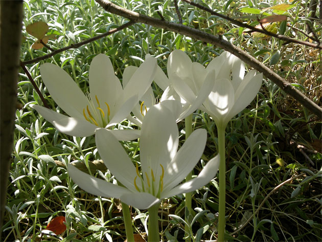 colchicum_speciosum_album.jpg