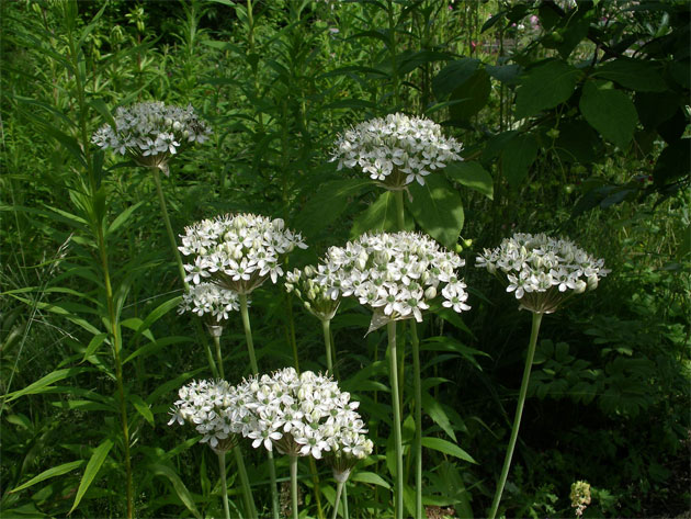 allium-nigrum.jpg
