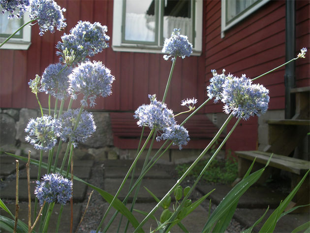 allium-caeruleum.jpg