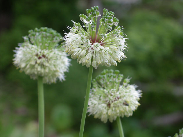 allium_victorialis.jpg