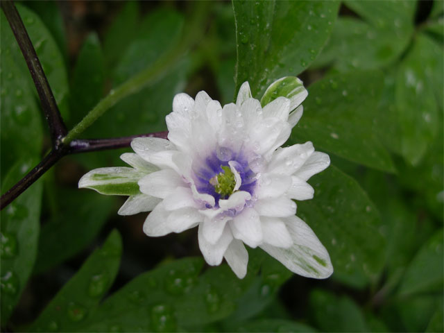 Vitsippa