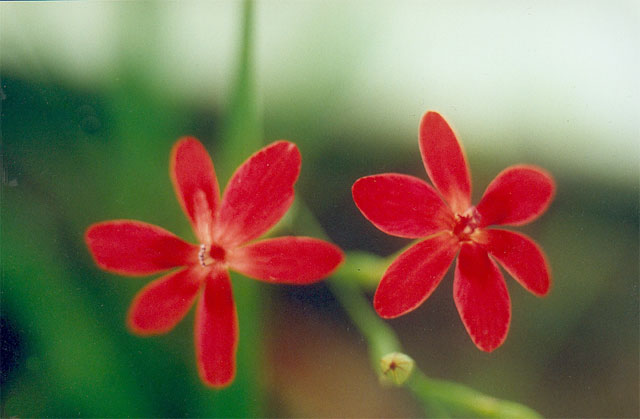 Palettlilja