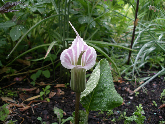 arisaema_candidissimum.jpg