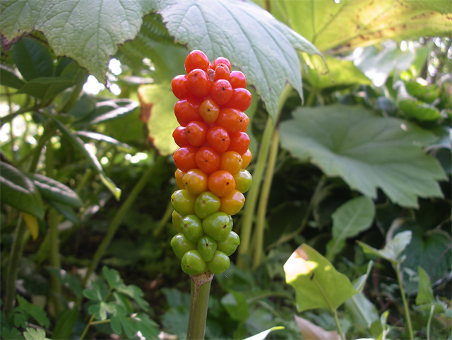 Italiensk munkhätta