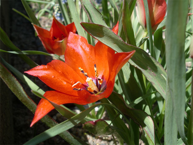 tulipa_linifolia.jpg