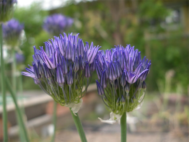 allium litvinovii