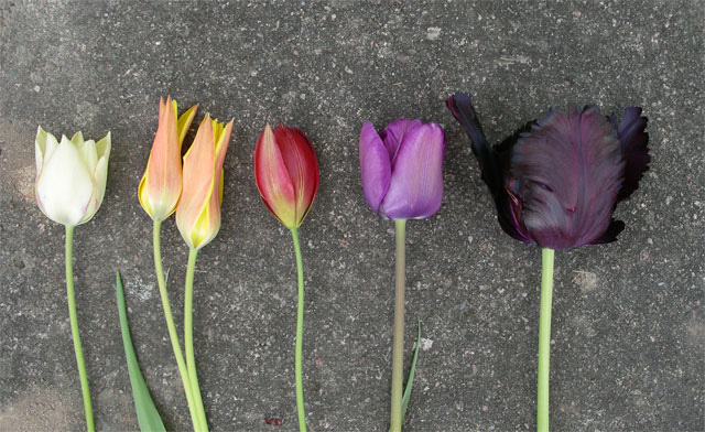 Tulpaner