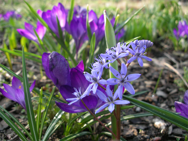 chionodoxa_tommasinianus.jpg
