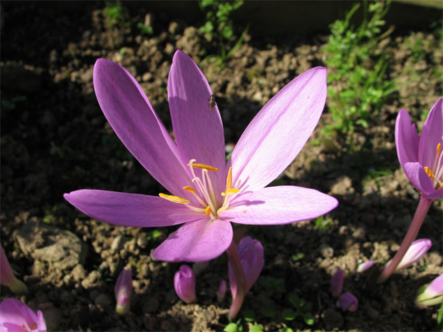 colchicum_autumnale_atropur.jpg