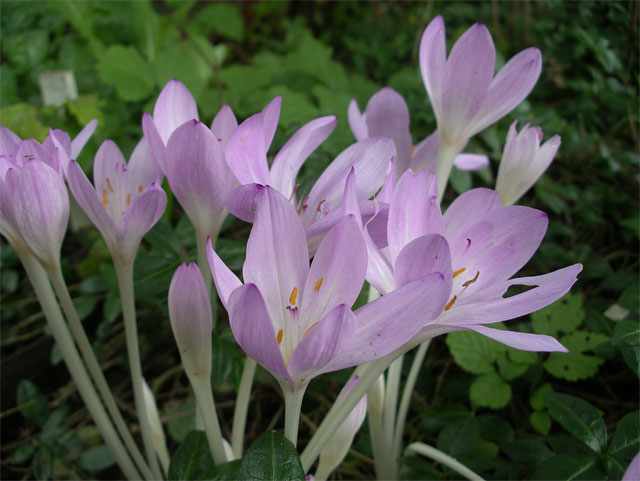 colchicum_byzantinum7.jpg