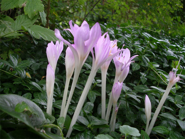 colchicum_byzantinum.jpg